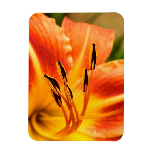 Magnet Flexible Lily de tigre orange (Vertical)