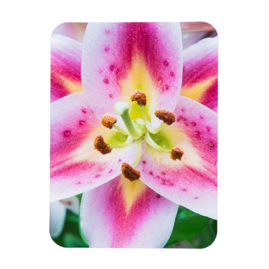 Magnet Flexible Lily en gros plan (Vertical)