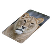 Magnet Flexible Lion 004 (Côté Gauche)