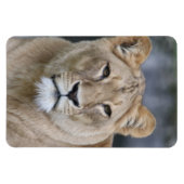 Magnet Flexible Lion 004 (Horizontal)