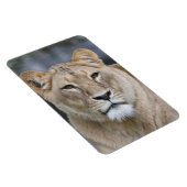 Magnet Flexible Lion 004 (Côté Droit)