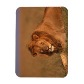 Magnet Flexible Lion 8 (Vertical)