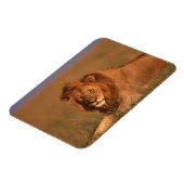 Magnet Flexible Lion 8 (Côté Gauche)