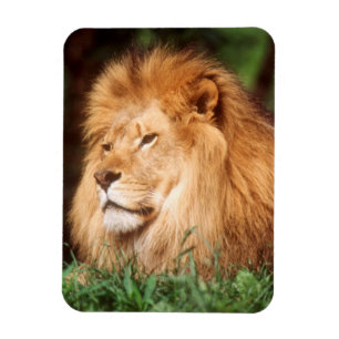 Magnet Flexible Lion adulte mâle