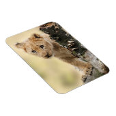 Magnet Flexible Lion Cub (Côté Droit)