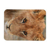 Magnet Flexible Lion Cub (Horizontal)