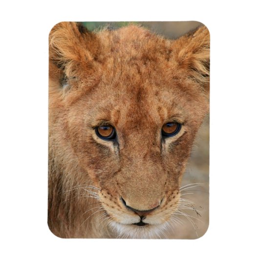 Magnet Flexible Lion Cub (Vertical)