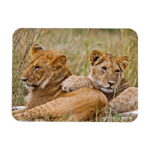 Magnet Flexible Lion Cubs Lounge