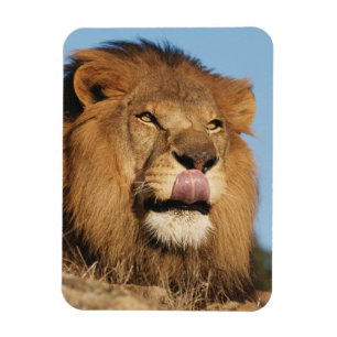 Magnet Flexible Lion d'Afrique (Panthera Leo), savane africaine