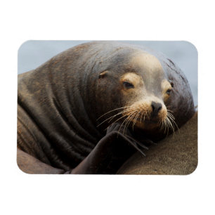 Magnet Flexible Lion de mer de Californie au repos