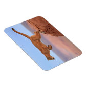 Magnet Flexible Lion de montagne (Côté Droit)