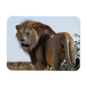 Magnet Flexible Lion debout au milieu de la végétation et vu du do (Horizontal)