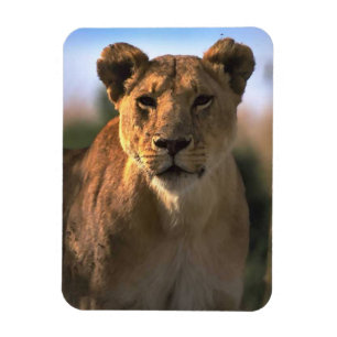 Magnet Flexible Lion Lovers Femme Lioness