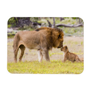 Magnet Flexible Lion mâle alpha inspecte un petit