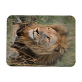 Magnet Flexible LION Réfrigérateur Aimant VOTRE Modèle photo (Horizontal)