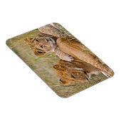Magnet Flexible Lionceaux au repos (Côté Droit)