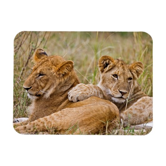Magnet Flexible Lionceaux au repos (Horizontal)