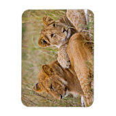 Magnet Flexible Lionceaux au repos (Vertical)