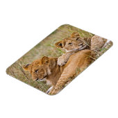 Magnet Flexible Lionceaux au repos (Côté Gauche)
