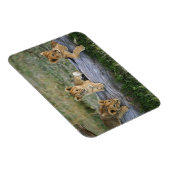 Magnet Flexible Lionceaux sur rondin (Côté Droit)