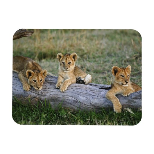Magnet Flexible Lionceaux sur rondin (Horizontal)
