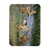 Magnet Flexible Lionceaux sur rondin (Vertical)