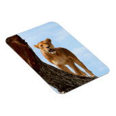 Magnet Flexible Lioness (Côté Droit)