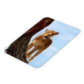 Magnet Flexible Lioness (Côté Gauche)