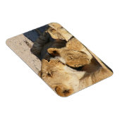 Magnet Flexible Lioness et Cub se reposent ensemble (Côté Droit)