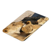 Magnet Flexible Lioness et Cub se reposent ensemble (Côté Gauche)