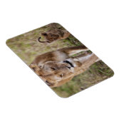 Magnet Flexible Lionne avec son petit (Côté Droit)