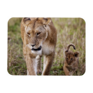 Magnet Flexible Lionne avec son petit