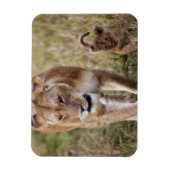 Magnet Flexible Lionne avec son petit (Vertical)