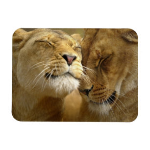 Magnet Flexible Lions aimant