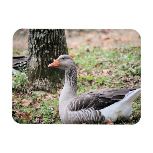 Magnet Flexible Liquide (Horizontal)