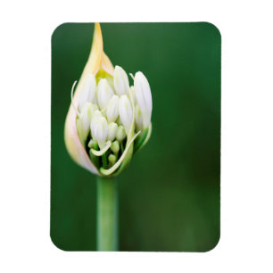 Magnet Flexible Lis d'Afrique, Agapanthus Praecox, Cape Town