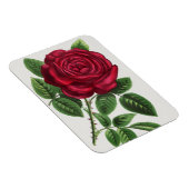 Magnet Flexible Lithographie de rose antique, François-Frédéric Gr (Côté Droit)