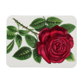 Magnet Flexible Lithographie de rose antique, François-Frédéric Gr (Horizontal)