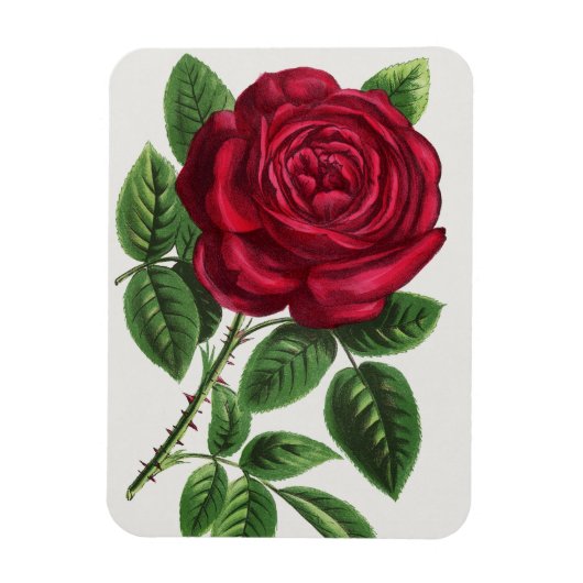 Magnet Flexible Lithographie de rose antique, François-Frédéric Gr (Vertical)