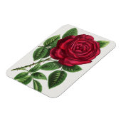 Magnet Flexible Lithographie de rose antique, François-Frédéric Gr (Côté Gauche)