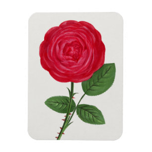 Magnet Flexible Lithographie de rose antique, François-Frédéric Gr