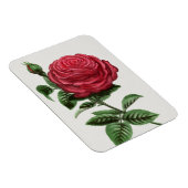 Magnet Flexible Lithographie de rose antique, François-Frédéric Gr (Côté Droit)