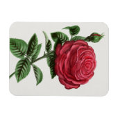 Magnet Flexible Lithographie de rose antique, François-Frédéric Gr (Horizontal)