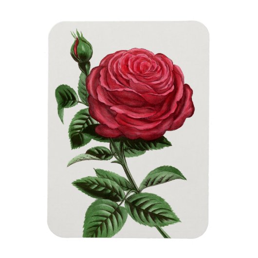 Magnet Flexible Lithographie de rose antique, François-Frédéric Gr (Vertical)