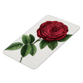 Magnet Flexible Lithographie de rose antique, François-Frédéric Gr (Côté Gauche)