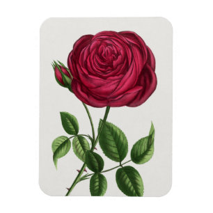 Magnet Flexible Lithographie de rose antique, François-Frédéric Gr