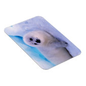 Magnet Flexible Little Harp Seal Pup Covered in Snowflakes (Côté Droit)