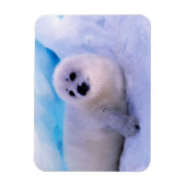 Magnet Flexible Little Harp Seal Pup Covered in Snowflakes (Vertical)