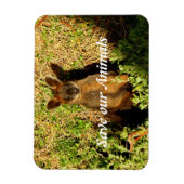 Magnet Flexible Little Wallaby (Vertical)
