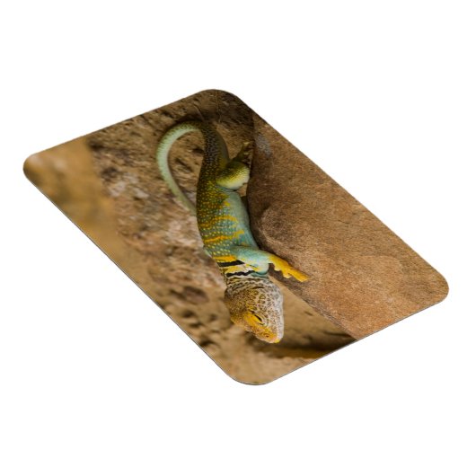 Magnet Flexible Lizard à collier (Côté Droit)